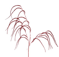 Red Weeping Willow Branch