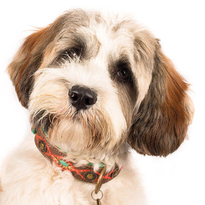 Joplin Dog Collar